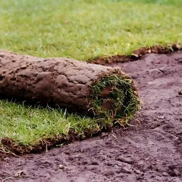 Rullegræs - sådan lykkes det